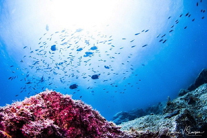 Underwater view at Isla San Pedro Nolasco/Photographed wi... by Laurie Slawson 